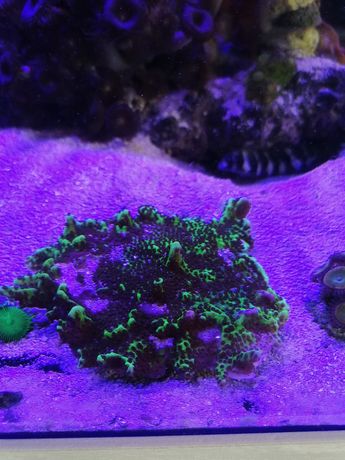 Montipora koralowiec SPS akwarium morskie Czernica
