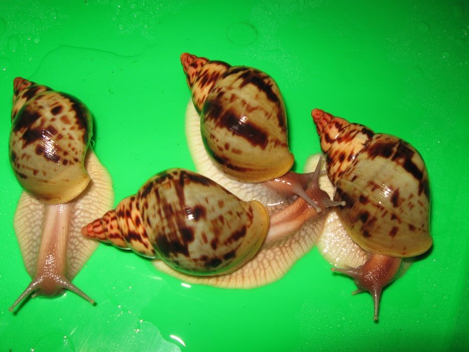 Улитки Сухопутные Ахатины Дети АльборетикиМарт2024 по 60 грн