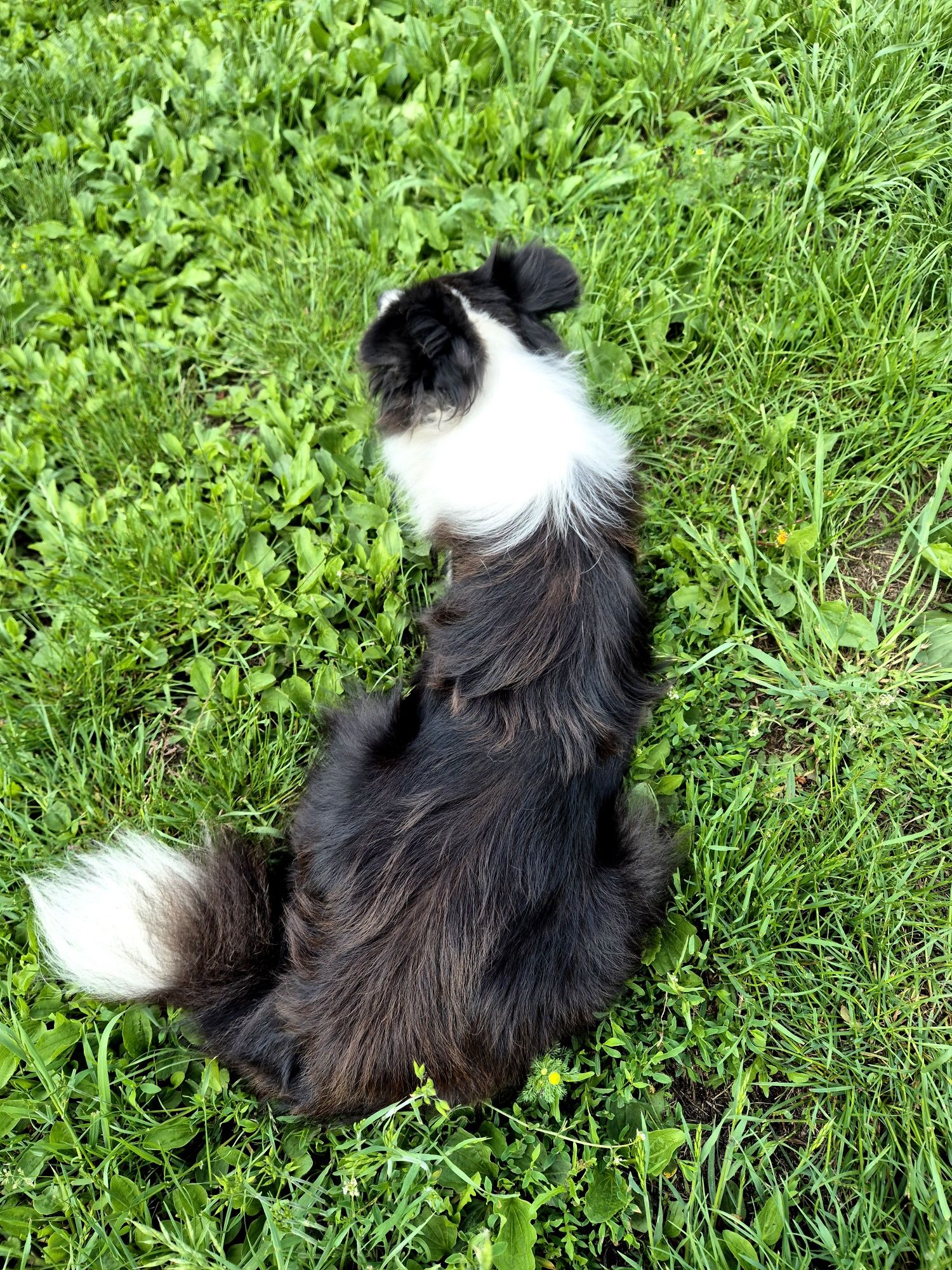 Dwuletnia suszka Border Collie FCI