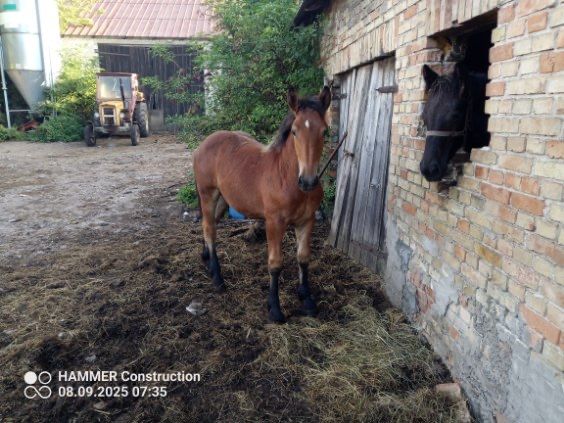 Sprzedam klacz zimnokrwistą