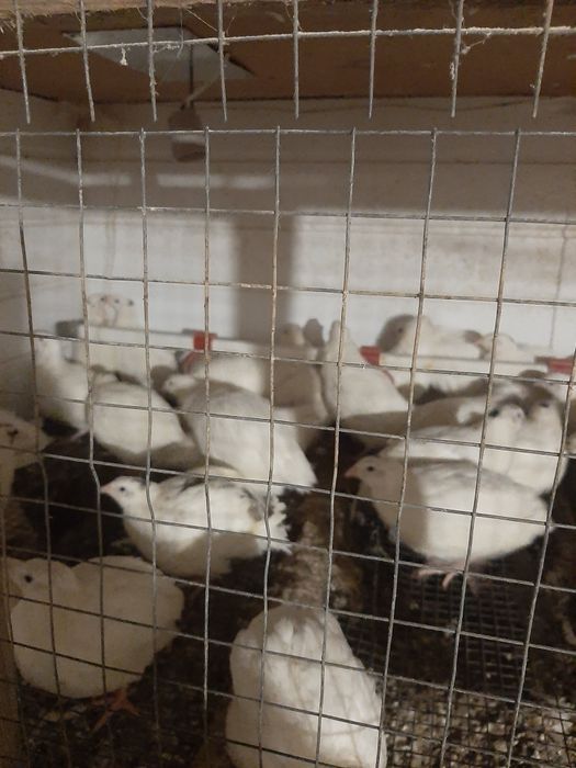 Молоді перепілкі