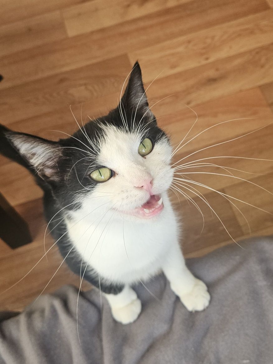 Cudowna kotka do adopcji, kot, kotek