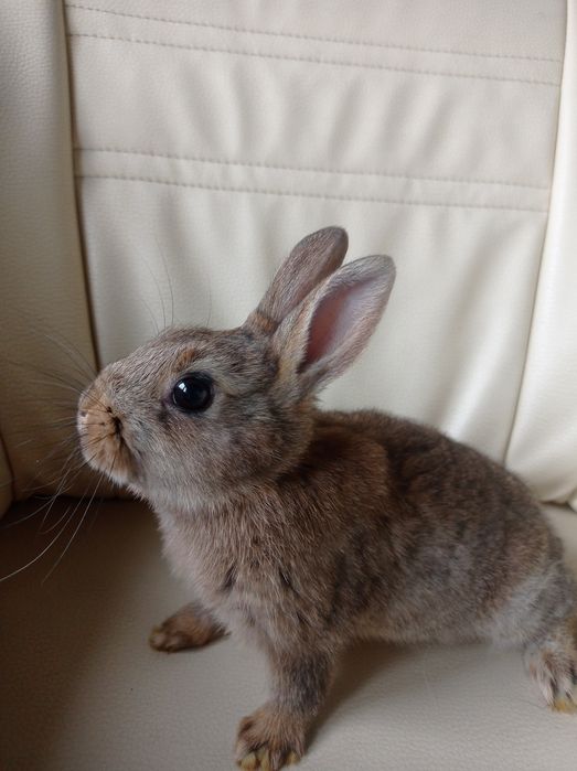 Królik miniaturka.