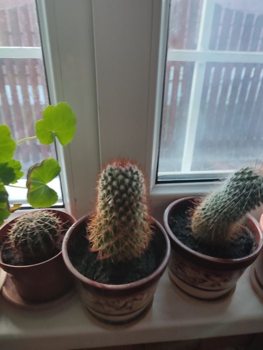 Продам різні  кактуси