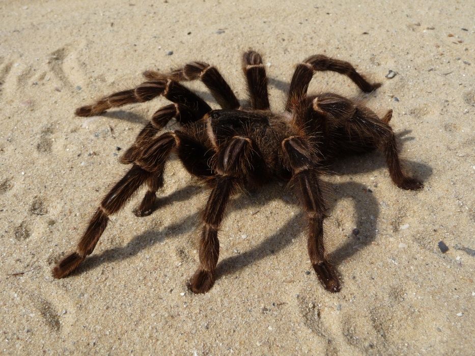 Lasiodora parahybana взрослая самка паука птицееда подросток