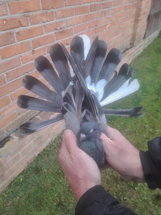 Gołębie orliki para