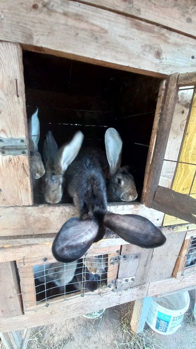 Króliki mieszańce