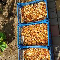 Цибулини сортових голандських  тюльпанів вже висушені