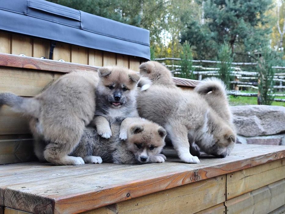 AKITA INU - rodowód
