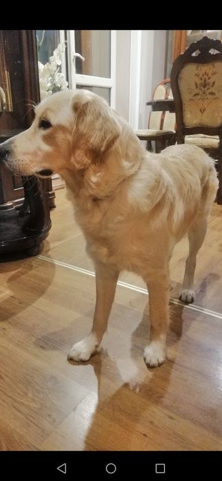 Golden Retriever z Rodowodem suczka dorosła