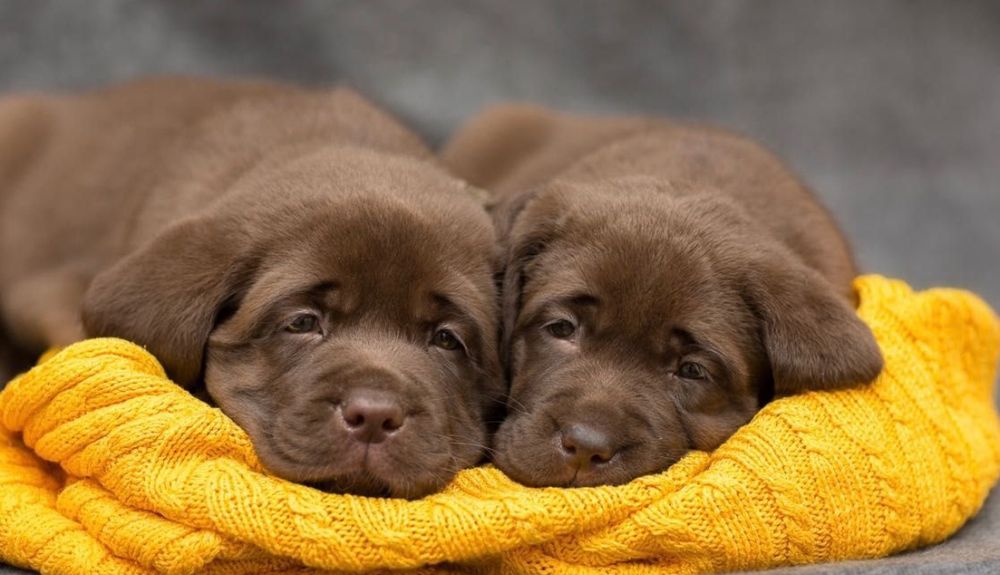 Мишки Лабрадор Ретривер щенки питомника с Доставкой оплата по факту