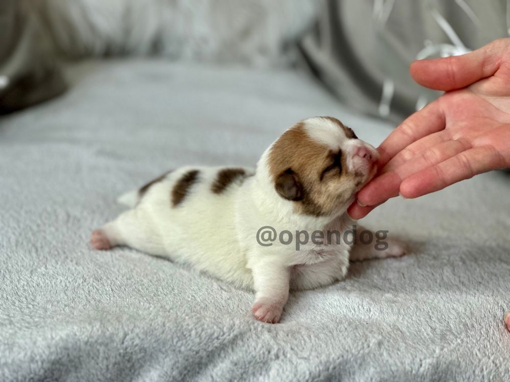 Chihuahua długowłosy biało-rudy PRZEPIĘKNY!! piesek