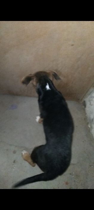 Dá-se cachorrinha para adopção responsável