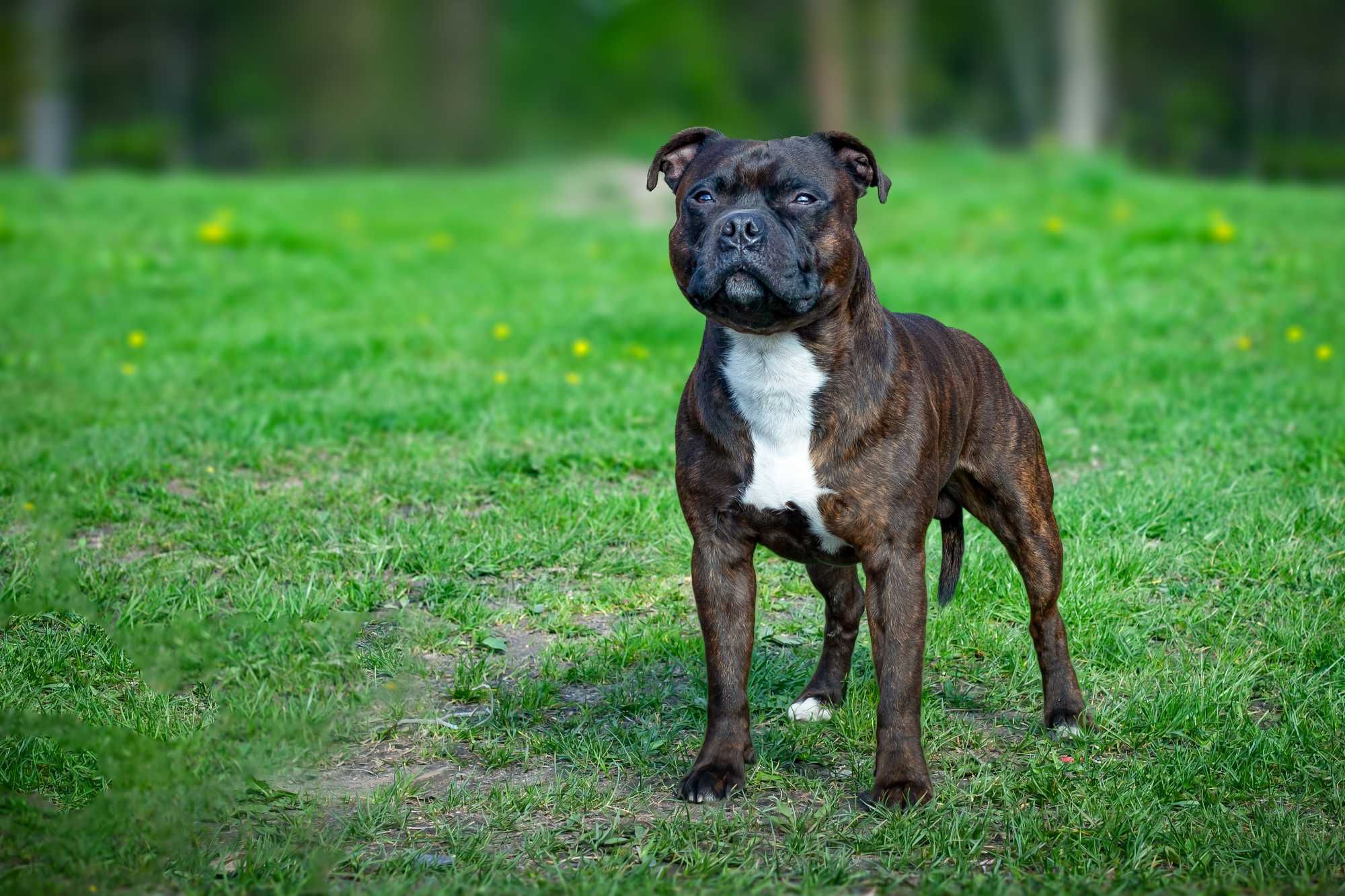 Staffordshire Bull Terrier - piesek