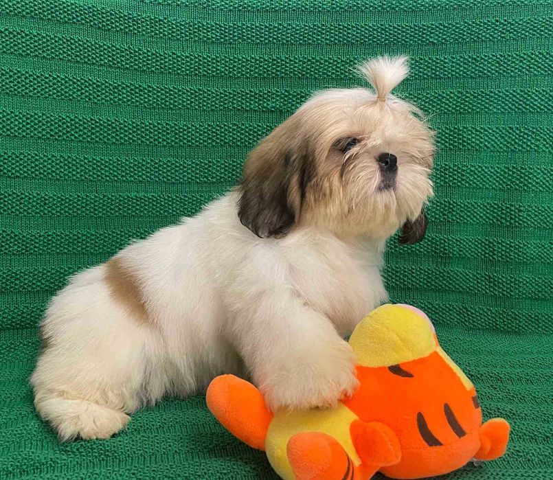 чарівна білявочка цуценя  ши тцу ( КСУ)