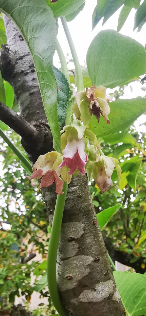Trepadeira com flores rosa