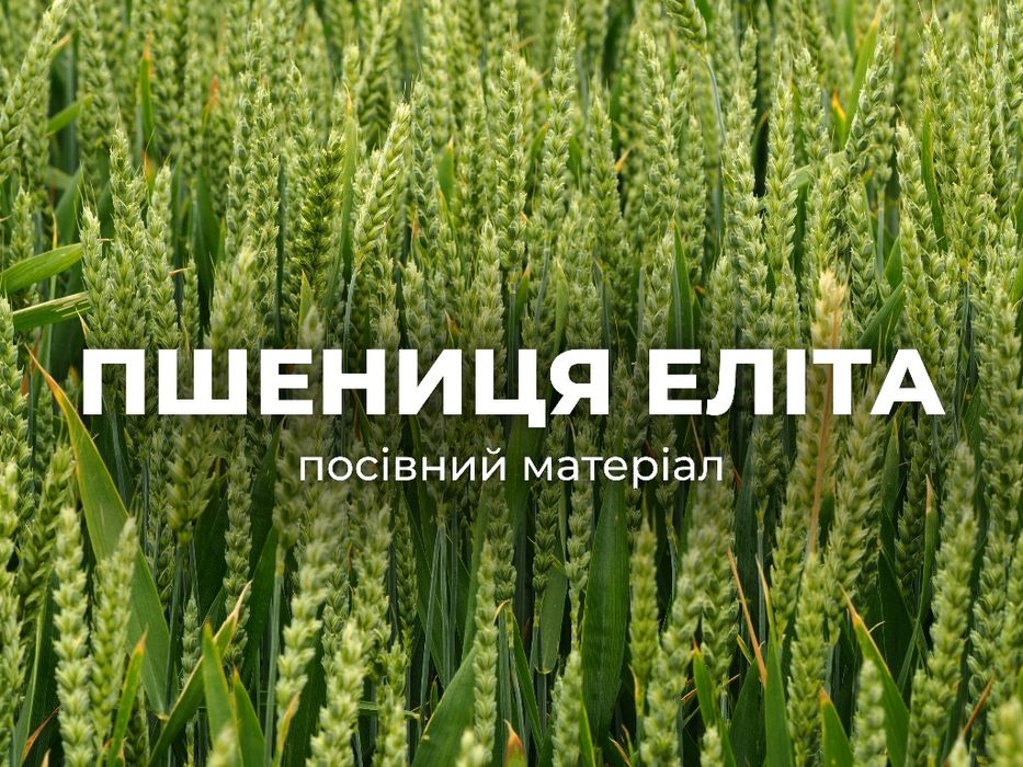 Посівна озима пшениця еліта