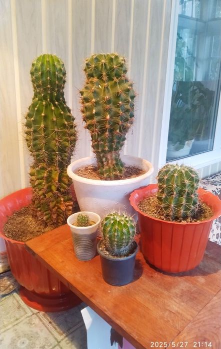 Кактус ехінопсис сукулент вазонок