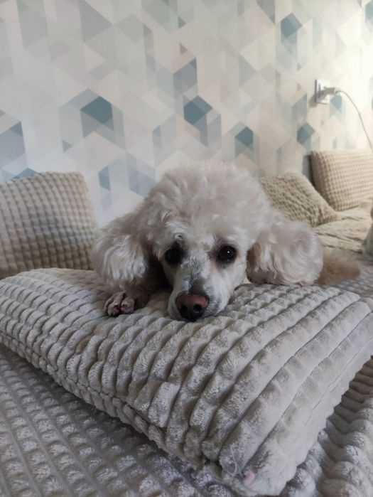 !!!Вязка!!! Шукаємо невесту