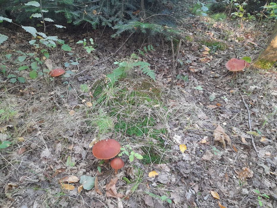 Grzyby świeże lub suszone