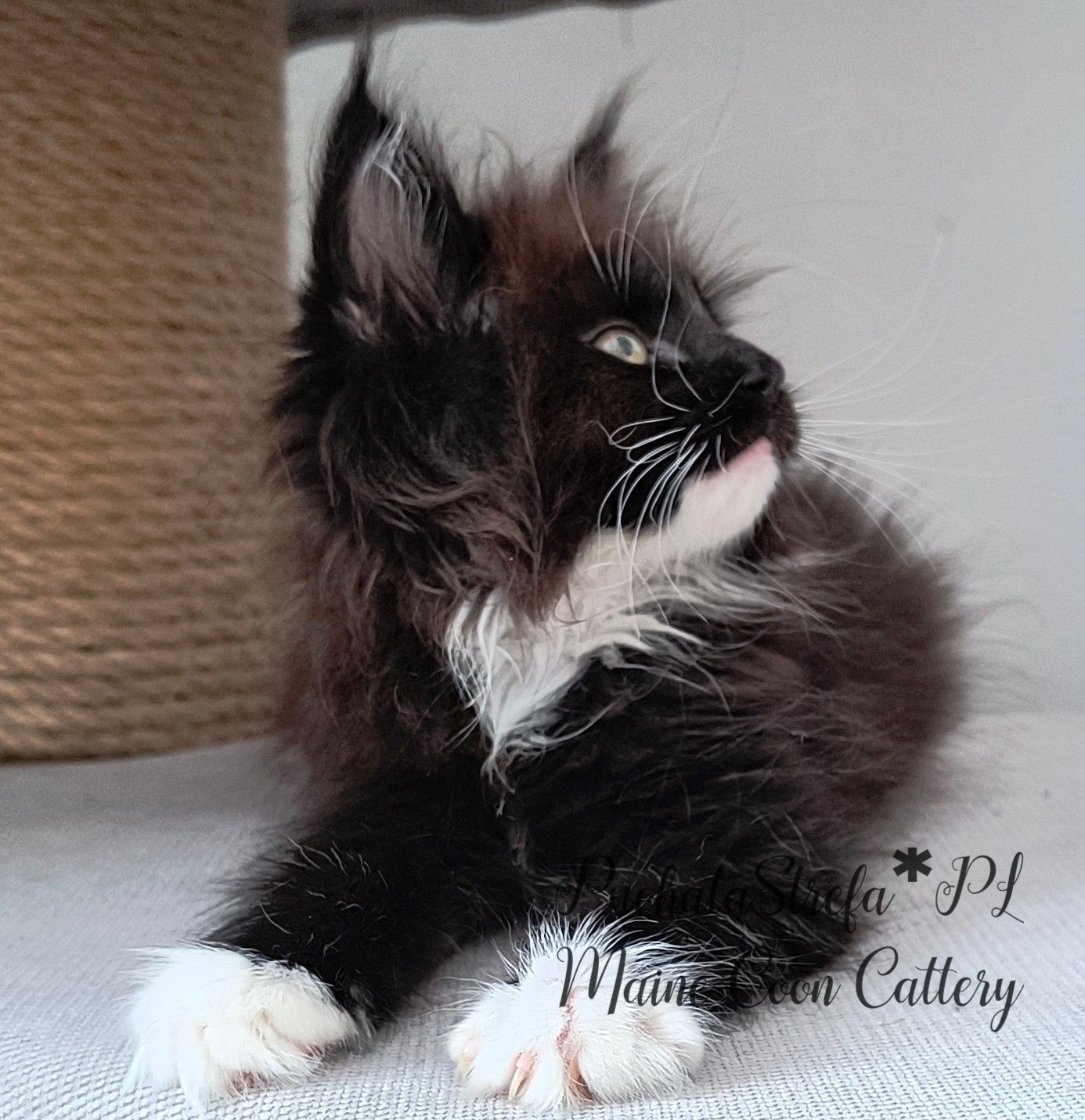 Maine coon rodowód Fife Fpl