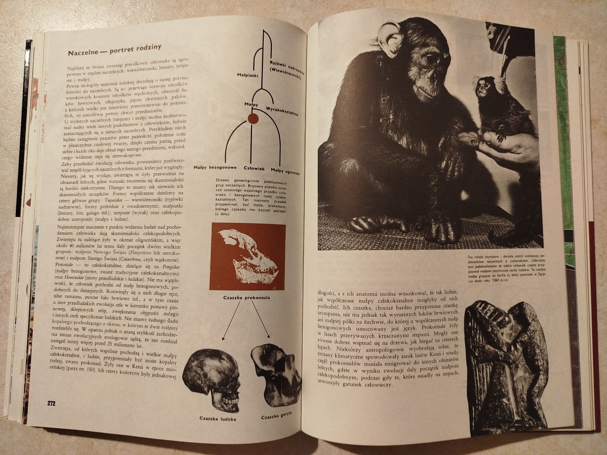 Ziemia rośliny zwierzęta Larousse