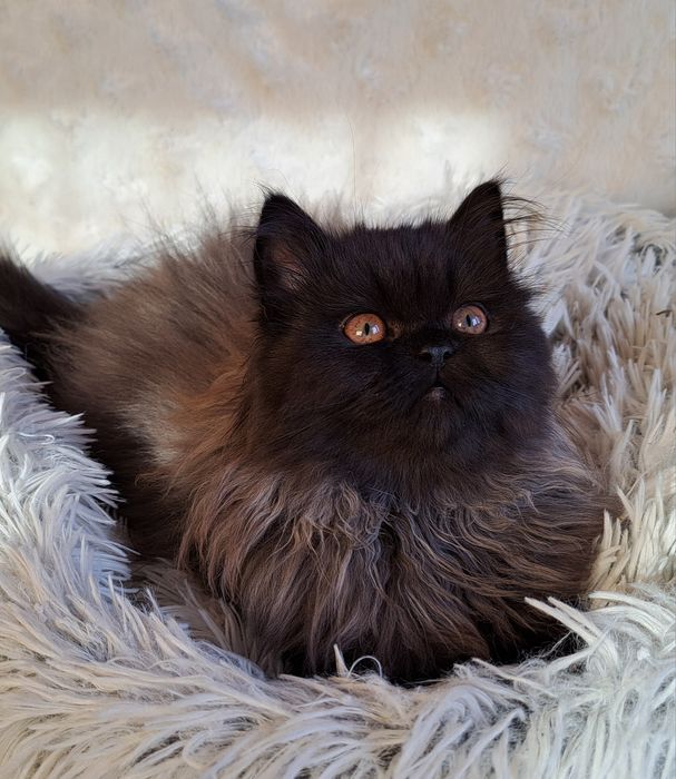 Kotek kocurek perski, pers