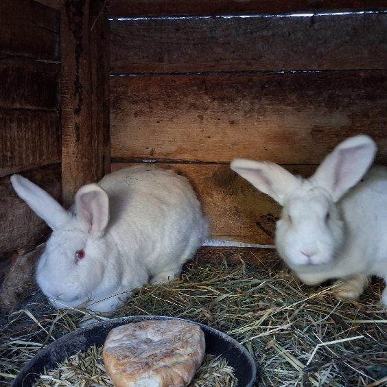 Królik nowozelandzki