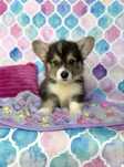 Welsh Corgi Pembroke