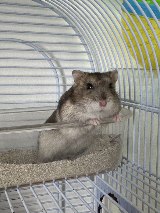 Pet Sitter de confiança – Cuido do seu animal com muito carinho