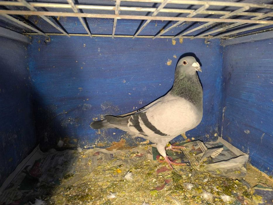 pombos correios reprodutores