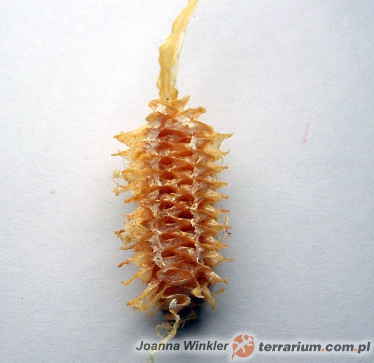 Modliszka gongylus gongylodes