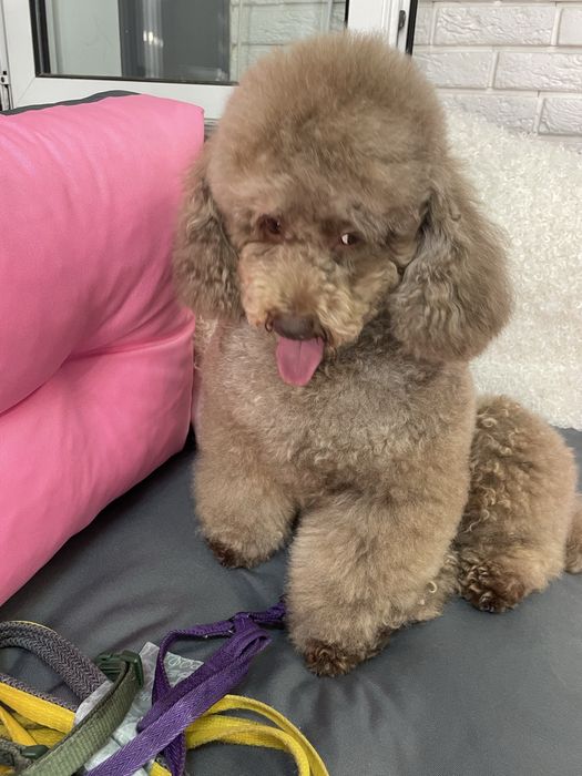 Грумінг для пуделів