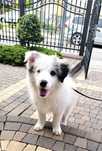 Border collie piesek blue merle ZKwP/ FCI