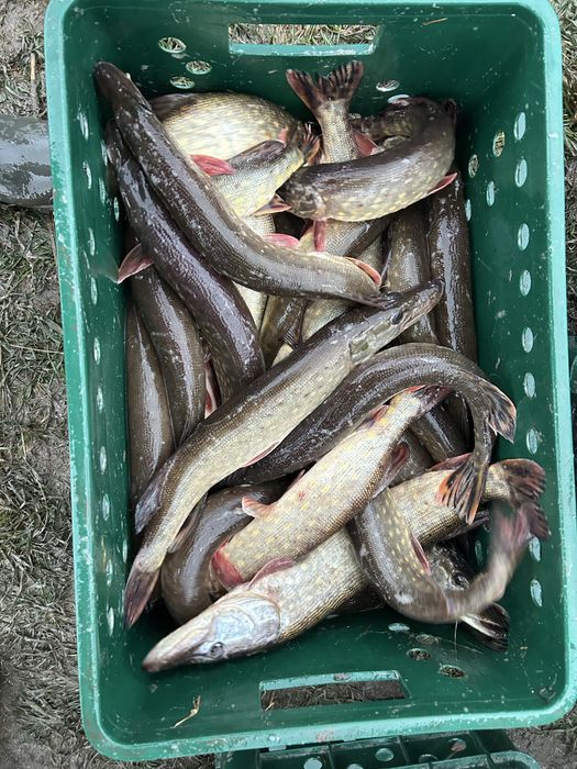 Продам живу рибу,товарну та зарибок вирощений у власній водоймі!