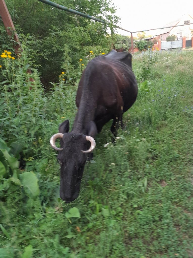 Продам дойных коров