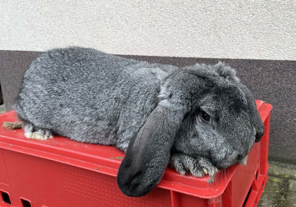 Królik Baran Francuski Szynszyl