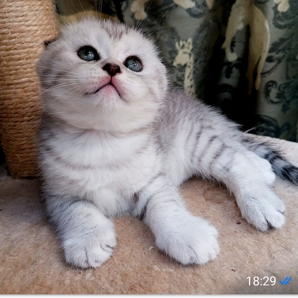 Fêmea Scottish Fold