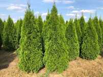 Tuja szmaragd, tuje od 60 do 250 cm! Thuja brabant do 270!