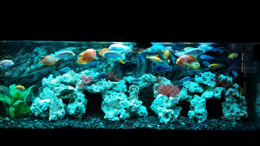 Pyszczaki stado ponad 100 szt zamiana napaletki