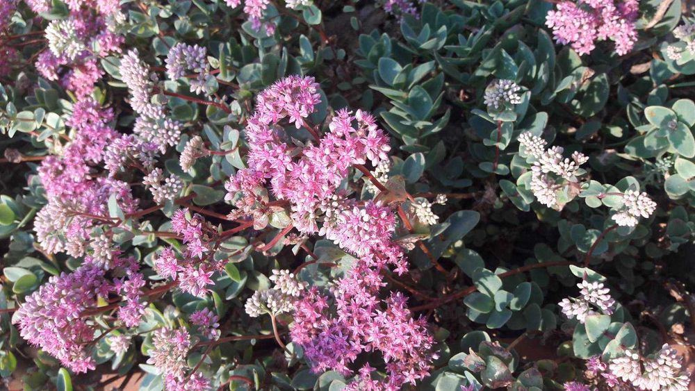 Лилия крупная кремовая, ромашка высокая, гвоздика, хризантемы, цветы