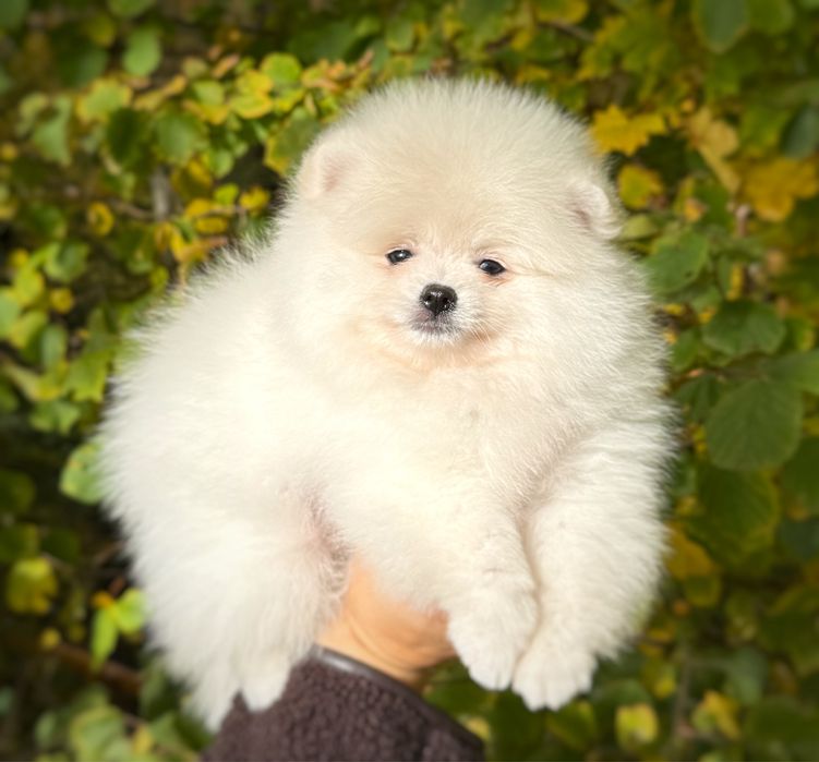 Samiec Pomeranian Szpic Miniaturowy Zkwp FCI Gotowy do zmiany domu