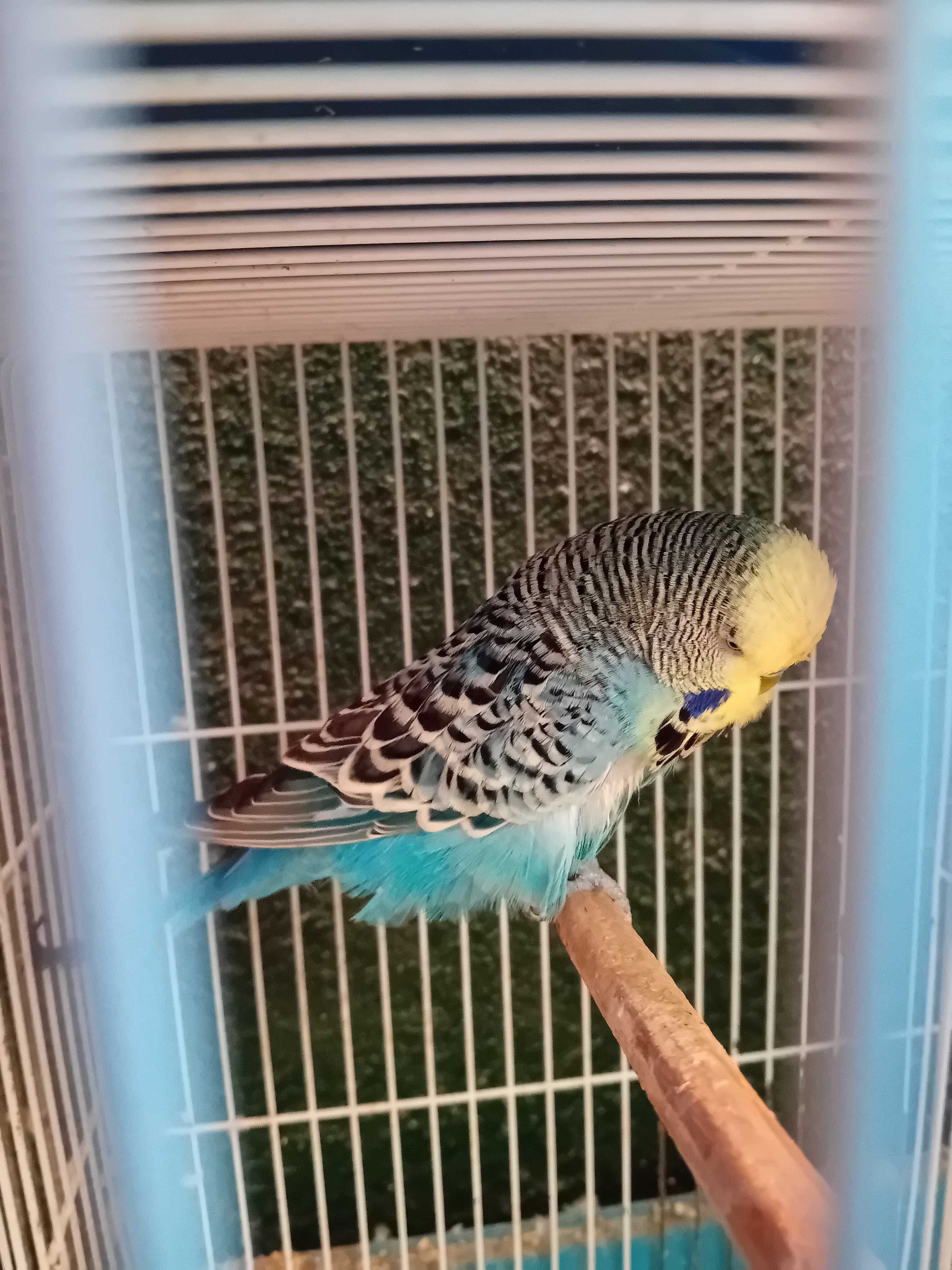 Aves de Bico Curvo (Ler Descrição)