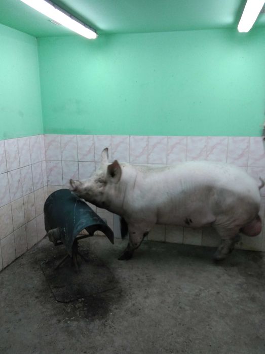 Штучне  запліднення