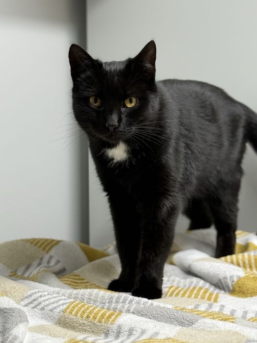 Spokojna Pchełka o miękkim spojrzeniu