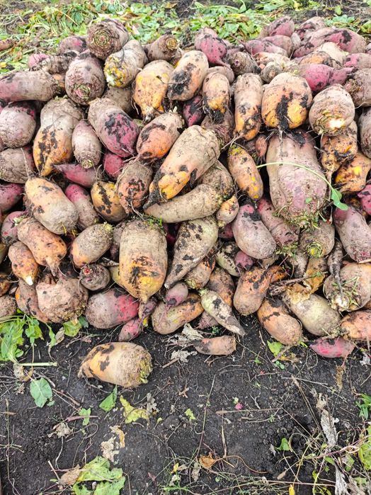 Буряк кормовий. Можлива доставка. Ціна договірна. Є великий об'єм.