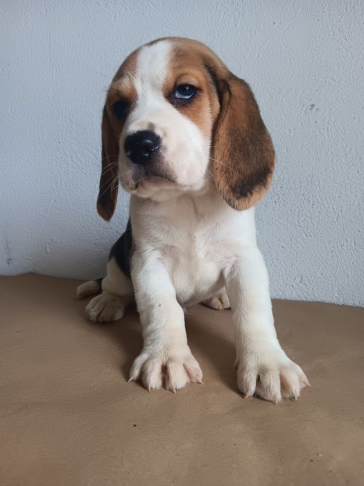 Beagle tricolor  macho