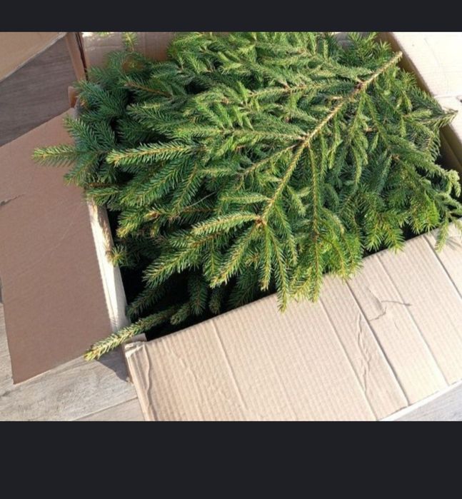 Gałązka Świerku pospolitego