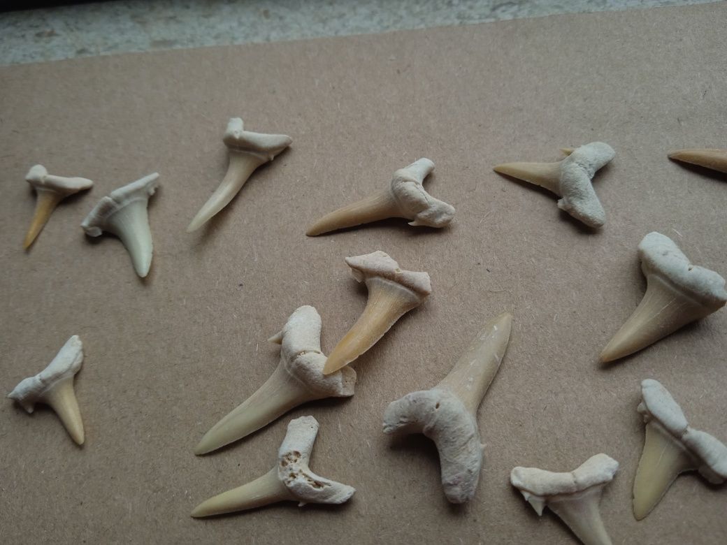 Lote 20 fósseis dentes de tubarão