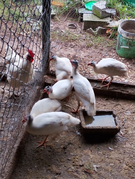 Galinhas fracas brancas